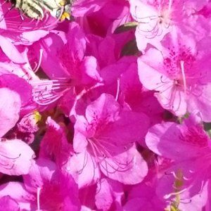 Meet your Posher, Ellen